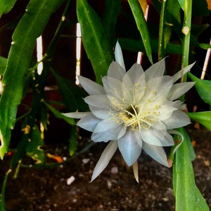 Peut inclure: Une fleur de cactus blanche avec du pollen jaune fleurit sur fond de feuilles vertes.