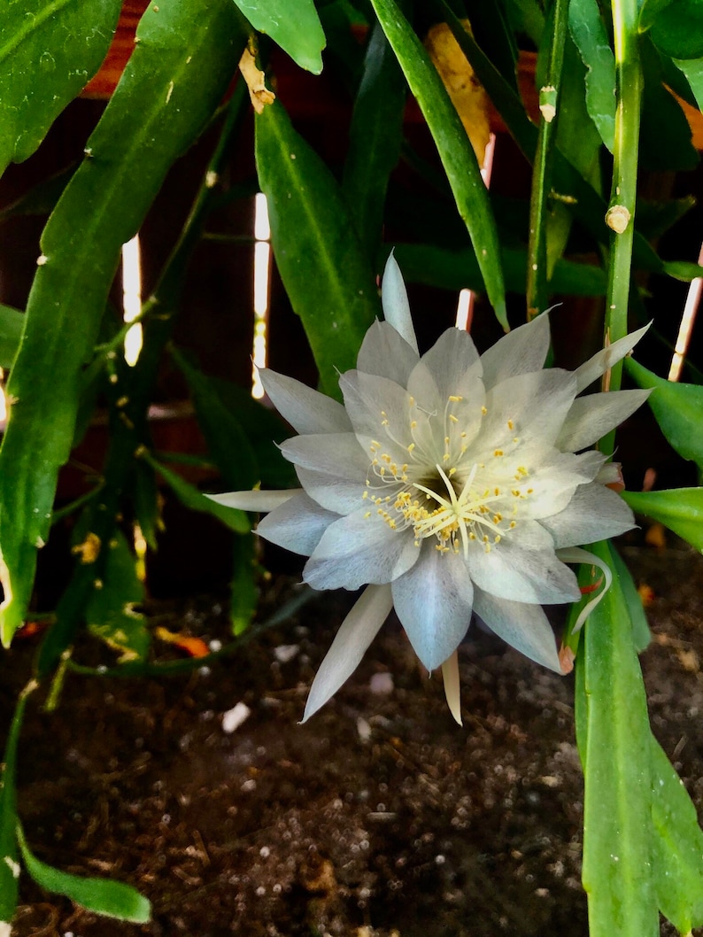 Peut inclure: Une fleur de cactus blanche avec du pollen jaune fleurit sur fond de feuilles vertes.