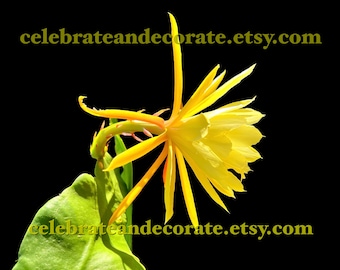 Téléchargement numérique de la fleur d'Epiphyllum jaune Tele Ann. VEUILLEZ LIRE AVANT d'acheter