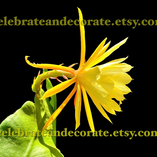 Tele Ann yellow Epiphyllum flower digital download . PLEASE READ BEFORE you buy