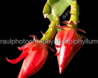 Fotografía digital del cactus de orquídea roja “en flor” LEA ANTES de comprar. No se enviará ningún artículo físico. Esta es una descarga digital.