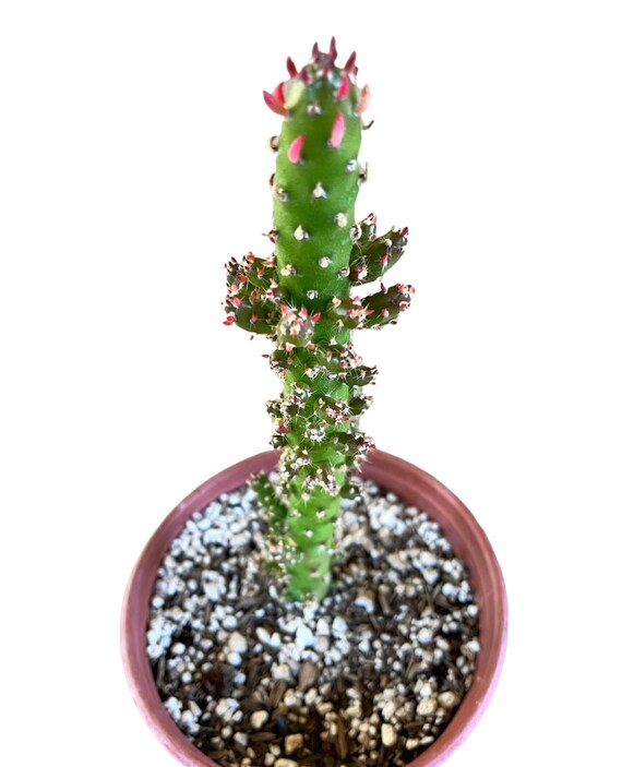 Austrocylindropuntia Subulata / Eve's Pin Cactus / Opuntia - Etsy