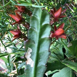 Puede incluir: Primer plano de un cactus verde con un tallo central prominente y varias flores de color marr&oacute;n rojizo. El cactus tiene una forma y textura &uacute;nicas, con algunas manchas de color claro en la superficie. El fondo incluye follaje verde.