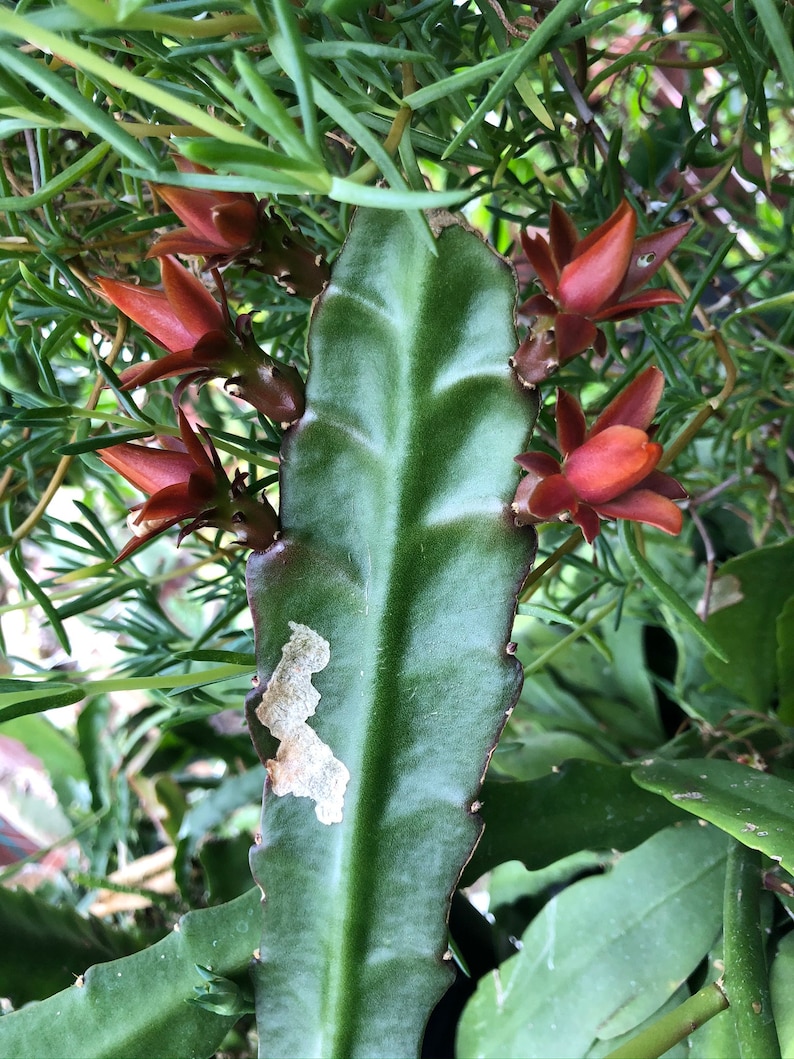 Puede incluir: Primer plano de un cactus verde con un tallo central prominente y varias flores de color marr&oacute;n rojizo. El cactus tiene una forma y textura &uacute;nicas, con algunas manchas de color claro en la superficie. El fondo incluye follaje verde.
