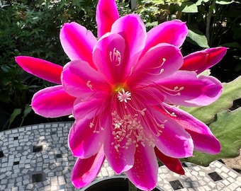 Fuchsia 'winston Churchill' | Hardy Fuchsia - Etsy