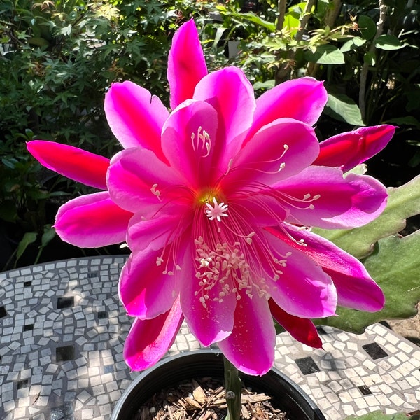 Fuchsia red with hues of pink Epiphyllum rooted cutting