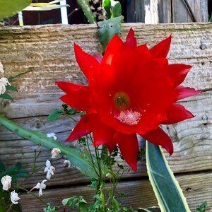 Puede incluir: Una vibrante flor roja con p&eacute;talos puntiagudos, posiblemente una flor de cactus, florece frente a una valla de madera desgastada. El centro de la flor tiene un tono rosa claro y amarillo. Tallos y hojas verdes rodean la flor, con flores blancas y otra vegetaci&oacute;n en el fondo.