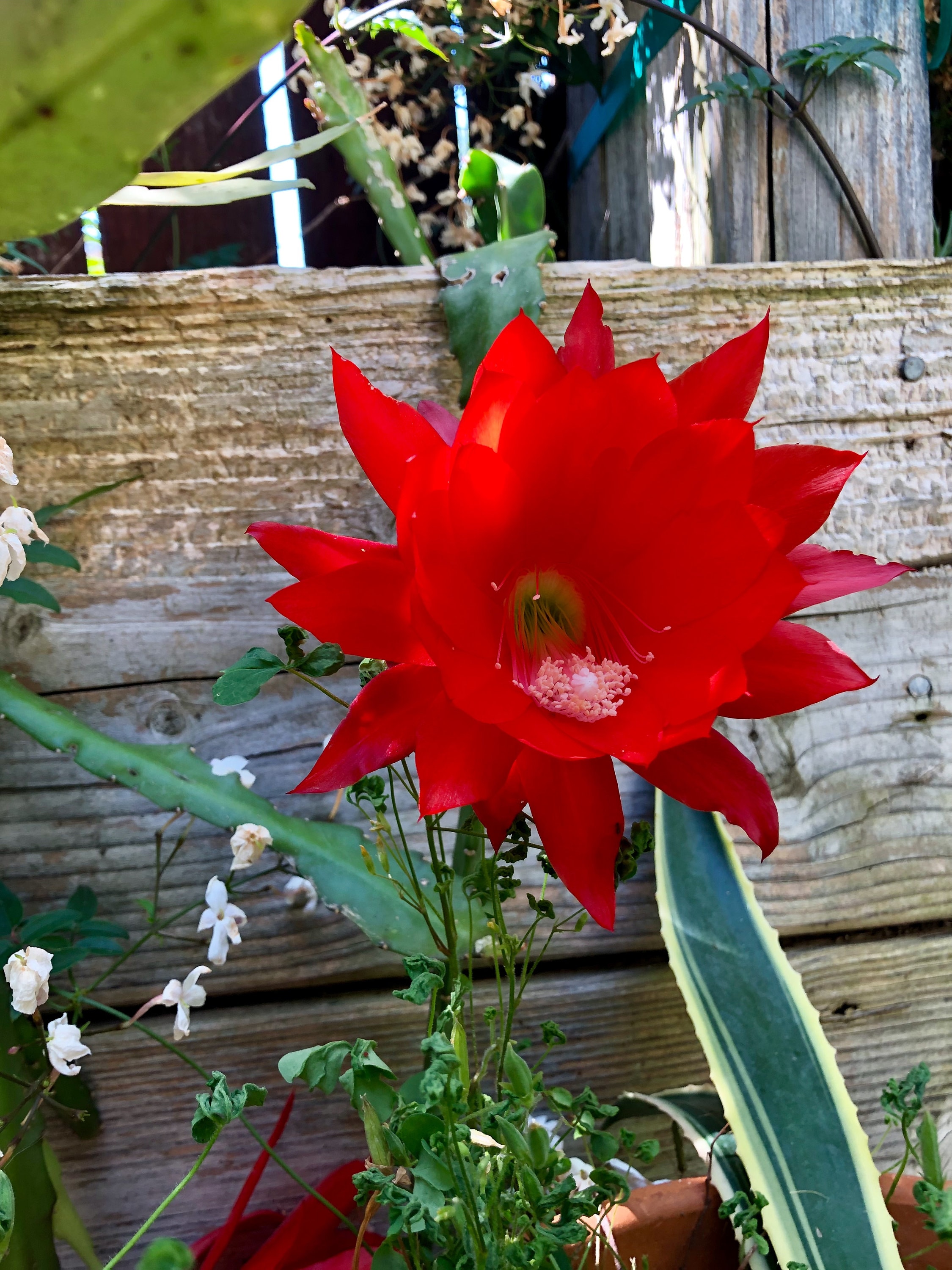 EPIPHYLLUM RED ORCHID Cactus - 3 Cuttings ( Each 5 to 8 Inches Long ) Fresh  Cut to Order - Etsy