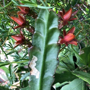 Peut inclure: Gros plan sur une feuille de cactus verte avec plusieurs fleurs rouges en fleurs. La feuille de cactus a une tache brun clair.