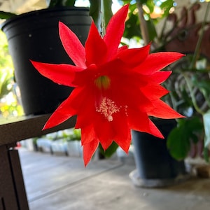 EPIPHYLLUM RED ORCHID cactus rooted cutting