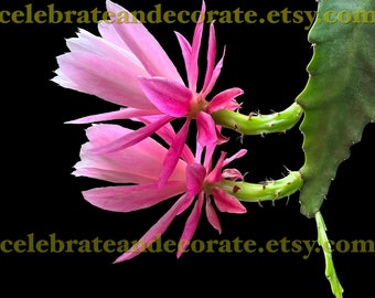Téléchargement numérique de l'impératrice allemande Epiphyllum ll À LIRE AVANT d'acheter