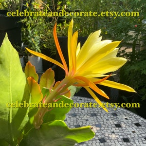 5 inches to 8 inches in length unrooted  cuttings Epiphyllum Yellow orchid cactus