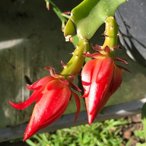 Peut inclure: Deux fleurs de cactus rouge vif sont en train de fleurir sur une tige de cactus verte. Les fleurs sont en pleine floraison et ont un aspect d&eacute;licat et superpos&eacute;.