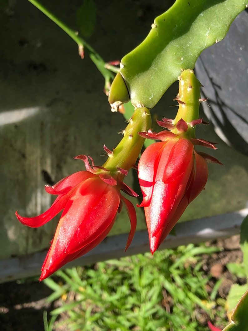 Peut inclure: Deux fleurs de cactus rouge vif sont en train de fleurir sur une tige de cactus verte. Les fleurs sont en pleine floraison et ont un aspect d&eacute;licat et superpos&eacute;.