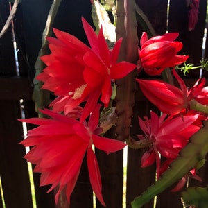 Puede incluir: Primer plano de una vibrante flor de cactus roja en plena floraci&oacute;n. La flor tiene m&uacute;ltiples capas de p&eacute;talos y un centro blanco. La planta est&aacute; contra una valla de madera, con tallos y capullos verdes visibles.