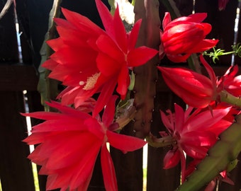 EPIPHYLLUM RED ORCHID cactus - 3 cuttings ( each 5 to 8 inches long ) fresh cut to order