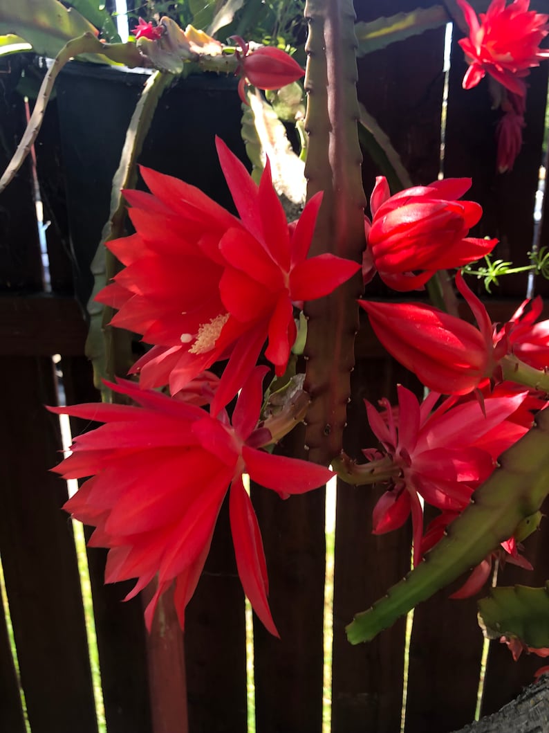 Puede incluir: Primer plano de una vibrante flor de cactus roja en plena floraci&oacute;n. La flor tiene m&uacute;ltiples capas de p&eacute;talos y un centro blanco. La planta est&aacute; contra una valla de madera, con tallos y capullos verdes visibles.