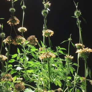Klip dagga - Leonotis nepetifolia/lion&#39;s ear/lion&#39;s tail Seeds - 15 seeds - Hummingbirds love it! Pollinator garden seeds.