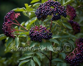 Semillas de saúco - Semillas de saúco negro - Sambucus Nigra - 15 semillas