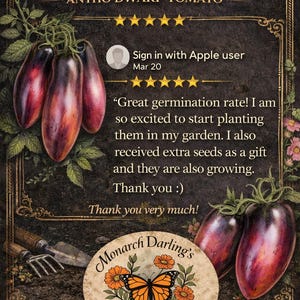 RARE Pink Panther Antho Tomato Seeds – Stunning Dark Garden Variety- 10 seeds image 3