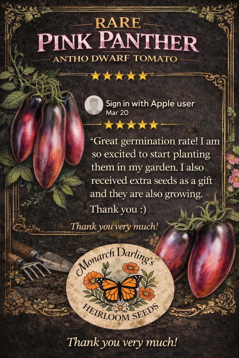 RARE Pink Panther Antho Tomato Seeds – Stunning Dark Garden Variety- 10 seeds image 3