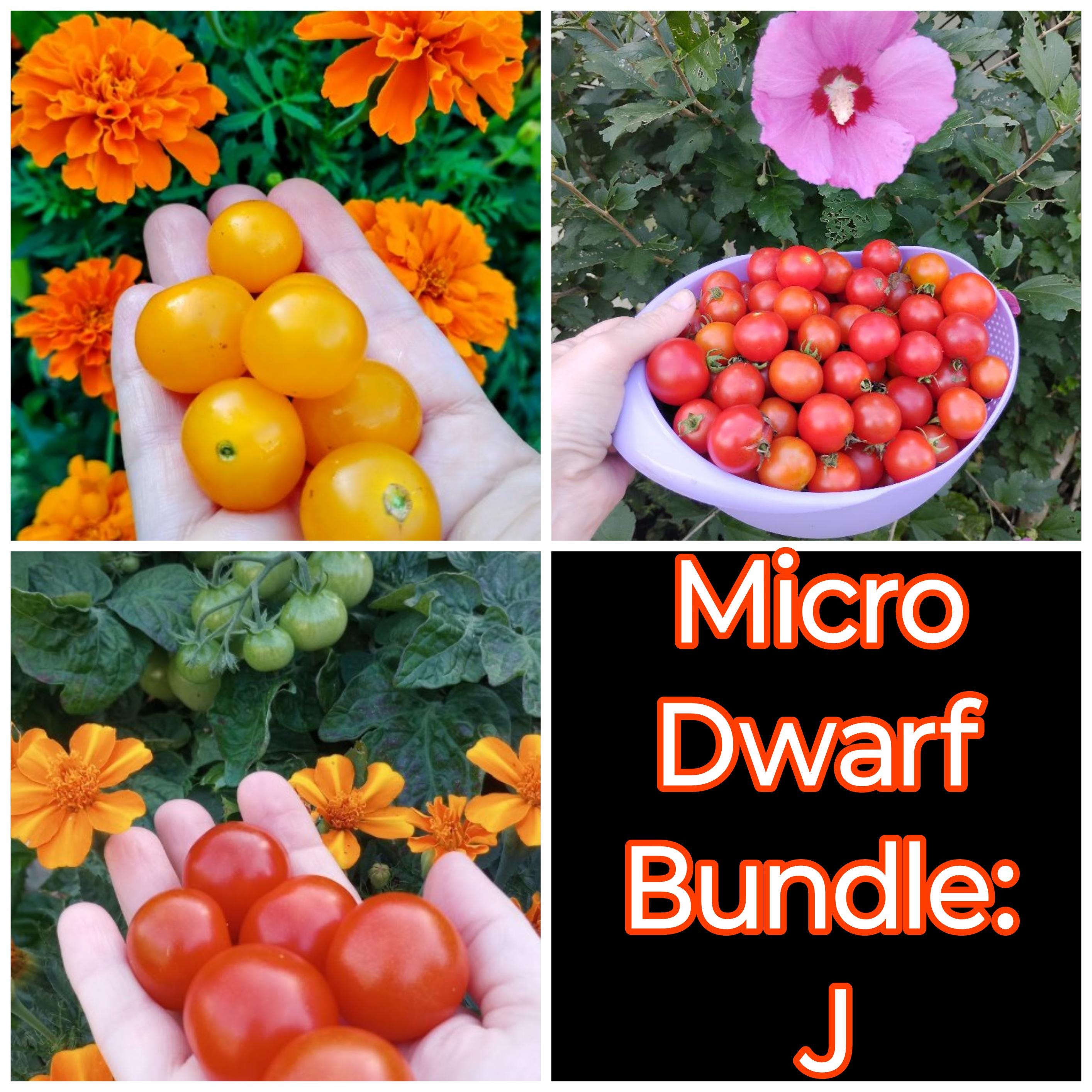 Micro Dwarf Tomato Seeds Bundle, Indoor Tomato Seeds, Container