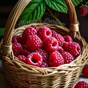Red Raspberry Seeds - 30 Seeds. The native American red raspberry, Rubus idaeus subsp. strigosus. Heirloom Organic Non-GMO