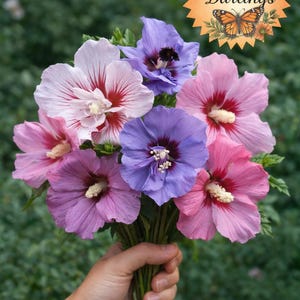 Semillas de Rosa de Siria – 20 colores surtidos. Hibisco siríaco resistente – Rosa, blanco, morado, azul, rojo. Arbusto de jardín – Fácil de cultivar.