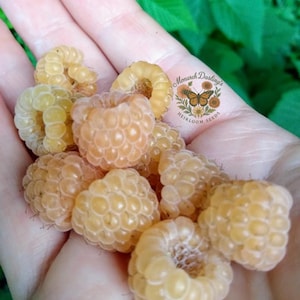 Black Red Gold Raspberry Seeds Bundle, Rare Heirloom Raspberry Seeds, Golden Raspberry Seeds, Grow Your Own Berries, Backyard Fruit Garden