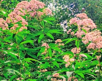 Joe Pye Flower seeds (Eupatorium fistulosum) 100 Seeds - Hardy Perennial. Pollinator garden seeds