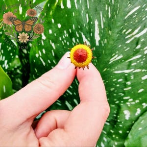 May include: A small, yellow and red flower held between fingers against a backdrop of green leaves with white spots. The flower has a central red disc surrounded by yellow petals. The background is a large, green leaf with white speckles.
