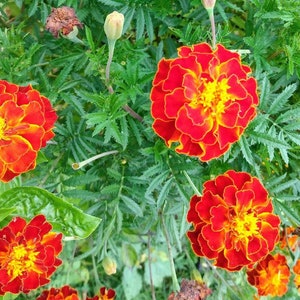 Red Durango Marigolds, Dandelion seeds. Cherry tomato, white currant tomatos, Heirloom rare seeds. Organic nongmo