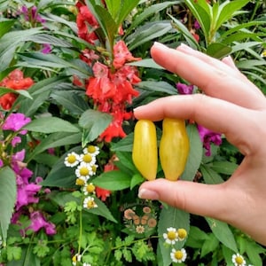 May include: Two yellow pear-shaped tomatoes are held in front of a lush garden backdrop. The tomatoes are a vibrant yellow color. The garden features red and pink flowers, green leaves, and small white and yellow flowers.