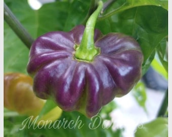 Aji Cachucha pepper seeds - 10 seeds. Sweet/Mild. Heirloom Organic Non-GMO seeds
