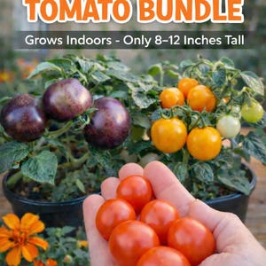 May include: Image of a Micro Dwarf Tomato Bundle. The image shows a variety of tomatoes in different colors, including red, orange, and purple. The text indicates the plants grow indoors and are only 8-12 inches tall. The Monarch Darlings logo is at the bottom.