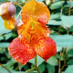 Spotted Jewelweed flower seeds. 15 seeds. (Impatiens capensis). Orange Jewelweed seeds, Touch me not flowers.