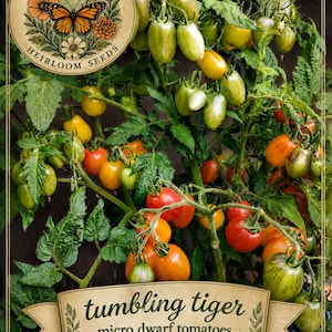 May include: Image of a tomato plant with green, orange, and red tomatoes. The plant has a banner that reads "tumbling tiger micro dwarf tomatoes." A circular logo at the top left says "Monarch Darling's Heirloom Seeds."