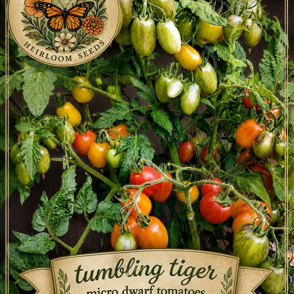 Tumbling Tiger Micro Dwarf Tomato Seeds – Striped Cherry Tomatoes, Hanging Basket Patio Plant, Sweet Prolific Container Variety. Non GMO