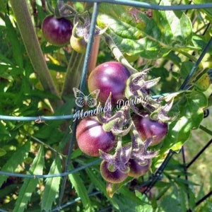 Indigo Blueberries Tomato seeds, (Solanum lycopersicum) 15 Seeds. Rare heirloom tomato seeds.