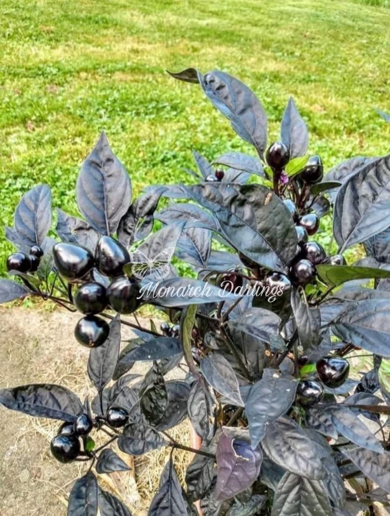 RARE Black Pearl Pepper Seeds (10 Seeds) – Rare Ornamental Pepper