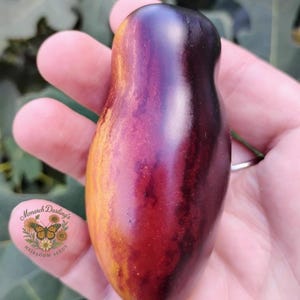 May include: A close-up of a colorful heirloom tomato held in a hand. The tomato has a unique elongated shape and is a blend of purple, red, and yellow hues. The tomato is from Monarch Darling's Heirloom Seeds.