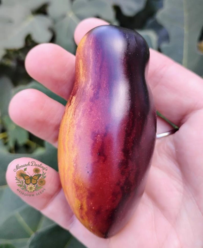 May include: A close-up of a colorful heirloom tomato held in a hand. The tomato has a unique elongated shape and is a blend of purple, red, and yellow hues. The tomato is from Monarch Darling's Heirloom Seeds.