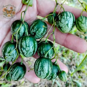 May include: A cluster of small, round, green fruits with white striped patterns, held in a hand. The fruits are attached to thin green stems. The image includes a logo that says "Monarch Darling's Heirloom Seeds".