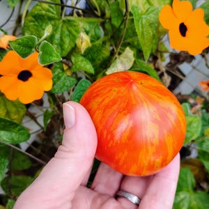 May include: A ripe, round tomato with vibrant red and orange stripes is held in a hand. The tomato is surrounded by green leaves and bright orange flowers with black centers. The image is a close-up.
