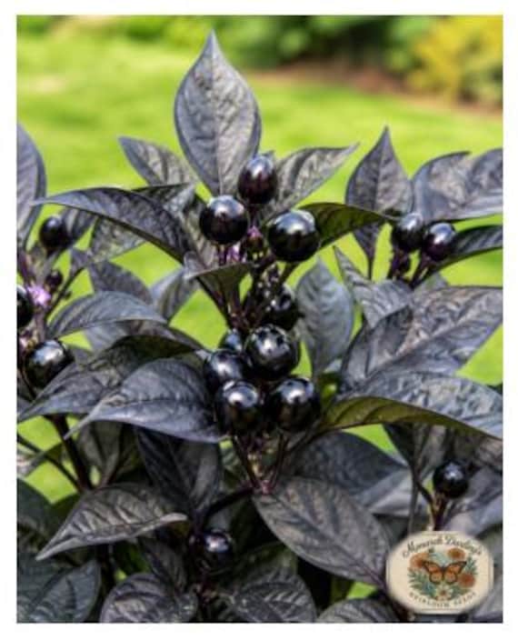 RARE Black Pearl Pepper Seeds (10 Seeds) – Rare Ornamental Pepper