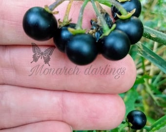 Huckleberry, Garden Huckleberry, 25 Seeds , Solanum Melanocerasum