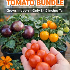 Micro Dwarf Tomato Seeds Bundle, Indoor Tomato Seeds, Container Patio Tomatoes, Tiny Windowsill Garden Plants, Rare Heirloom Cherry Tomatoes