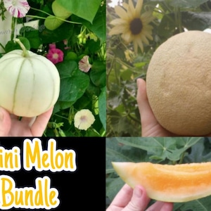 May include: A close-up of three mini melons. The melons are different colors and sizes. The text "Mini Melon Bundle" is displayed on a black background.