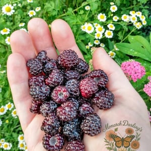 Black Raspberry Seeds - 15 Seeds. The native American Black Raspberry, Heirloom Organic Non-GMO