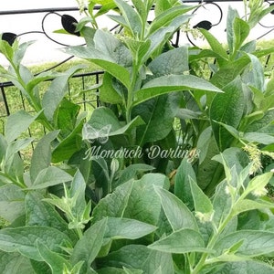True Comfrey Seeds, 10 Fresh Seeds. Symphytum officinale Heirloom NON-GMO  Comfrey